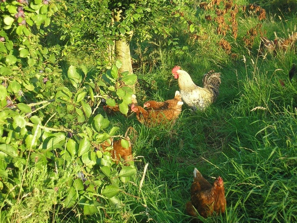 パース Northlees Farm Bed & Breakfast エクステリア 写真